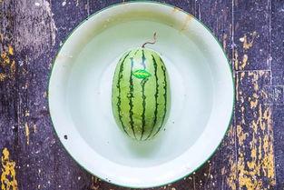 吃瓜的龙龟,揭秘神秘生物的趣味生活