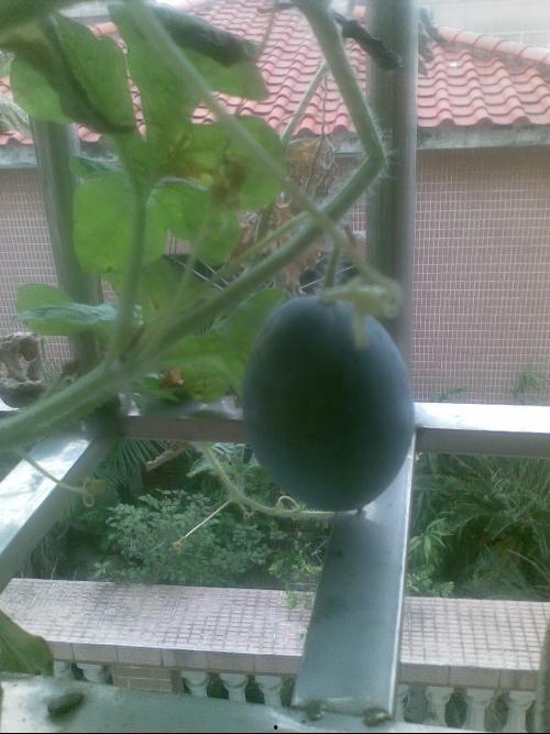 子阳吃瓜,揭秘娱乐圈幕后故事