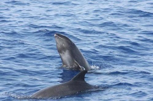 瓜头鲸吃,海洋中的顶级掠食者