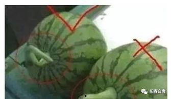 吃喷瓜的危害,了解这种奇特水果的潜在危害