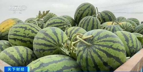 东赵 吃瓜,揭秘吃瓜群众的狂欢盛宴